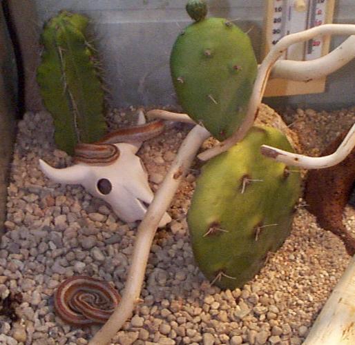 Rosenboas im Terrarium